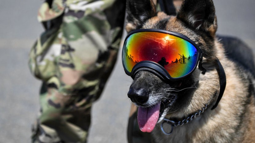 U.S. Military Dogs Usually Outrank Their Handlers | Read To Lead
